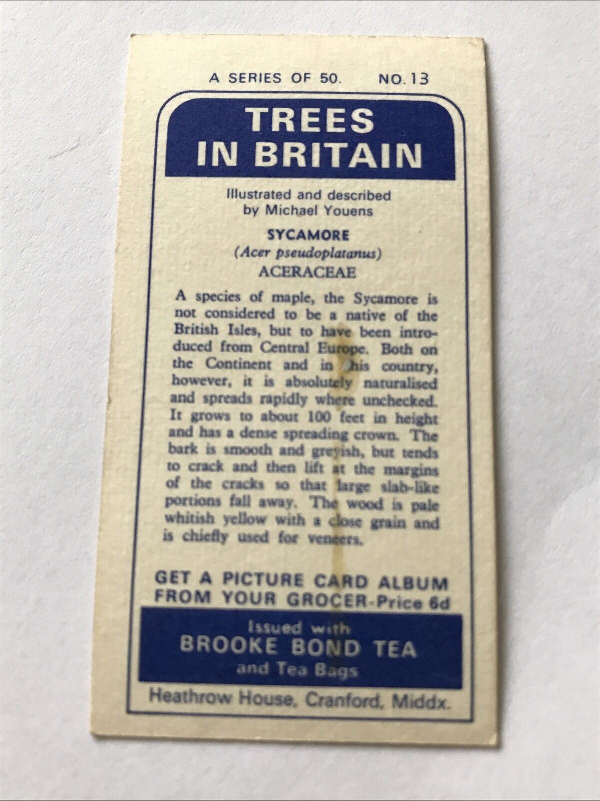 Brooke Bond Tea Card Trees In Britain No 13 Sycamore 1960s Collectable