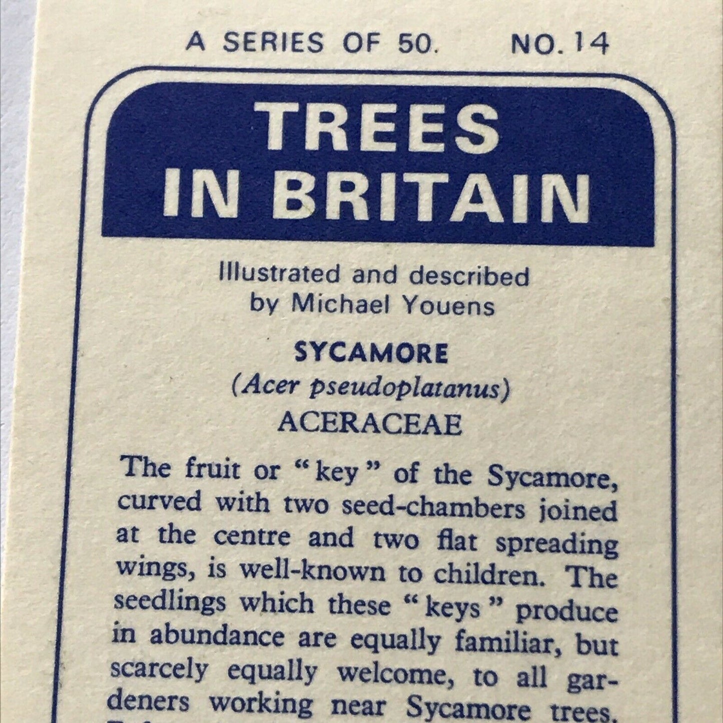 Brooke Bond Tea Card Trees In Britain No 14 Sycamore 1960s Collectable