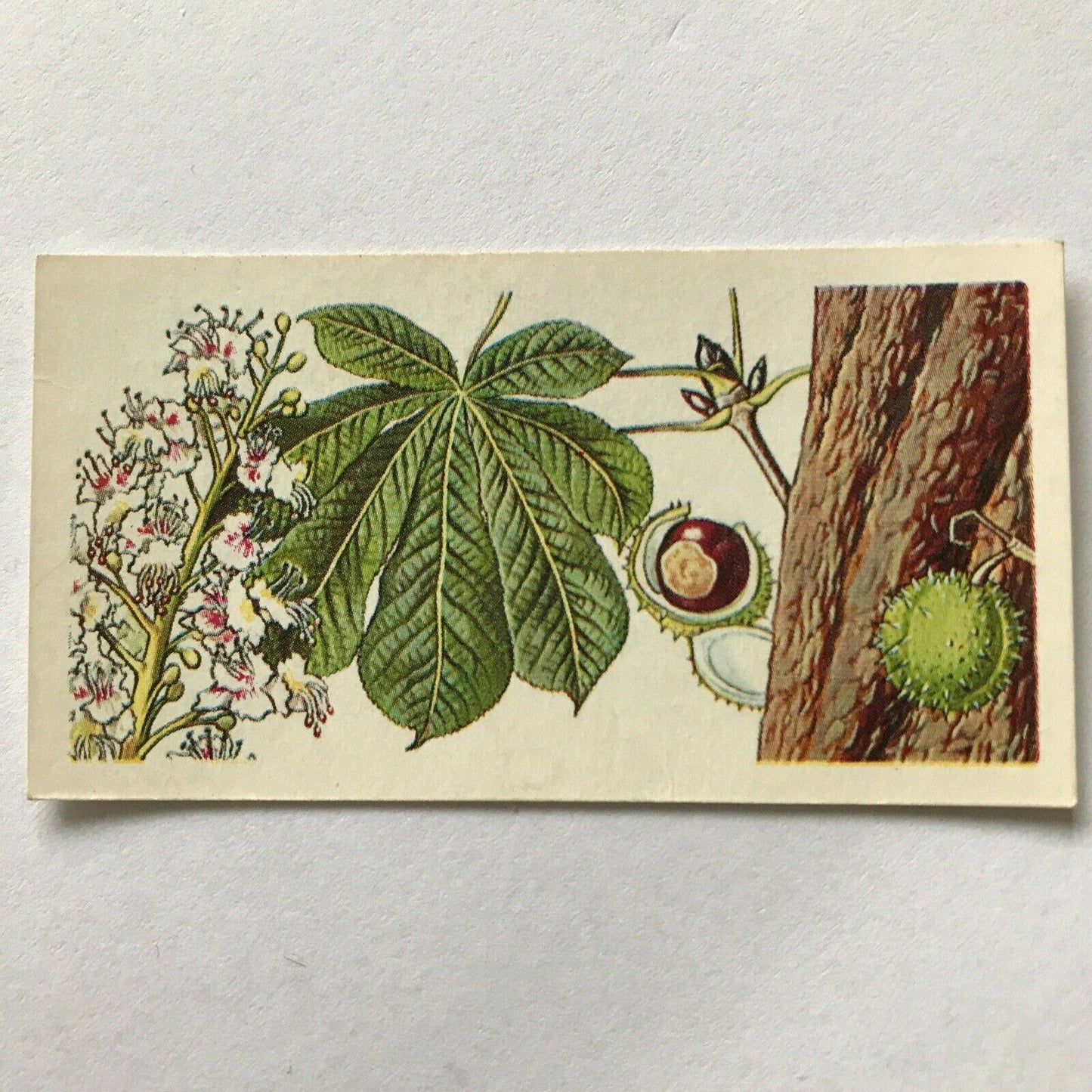 Brooke Bond Tea Card Trees In Britain No 16 Horse Chestnut 1960s Collectable