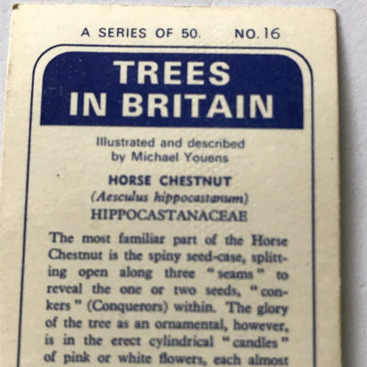 Brooke Bond Tea Card Trees In Britain No 16 Horse Chestnut 1960s Collectable