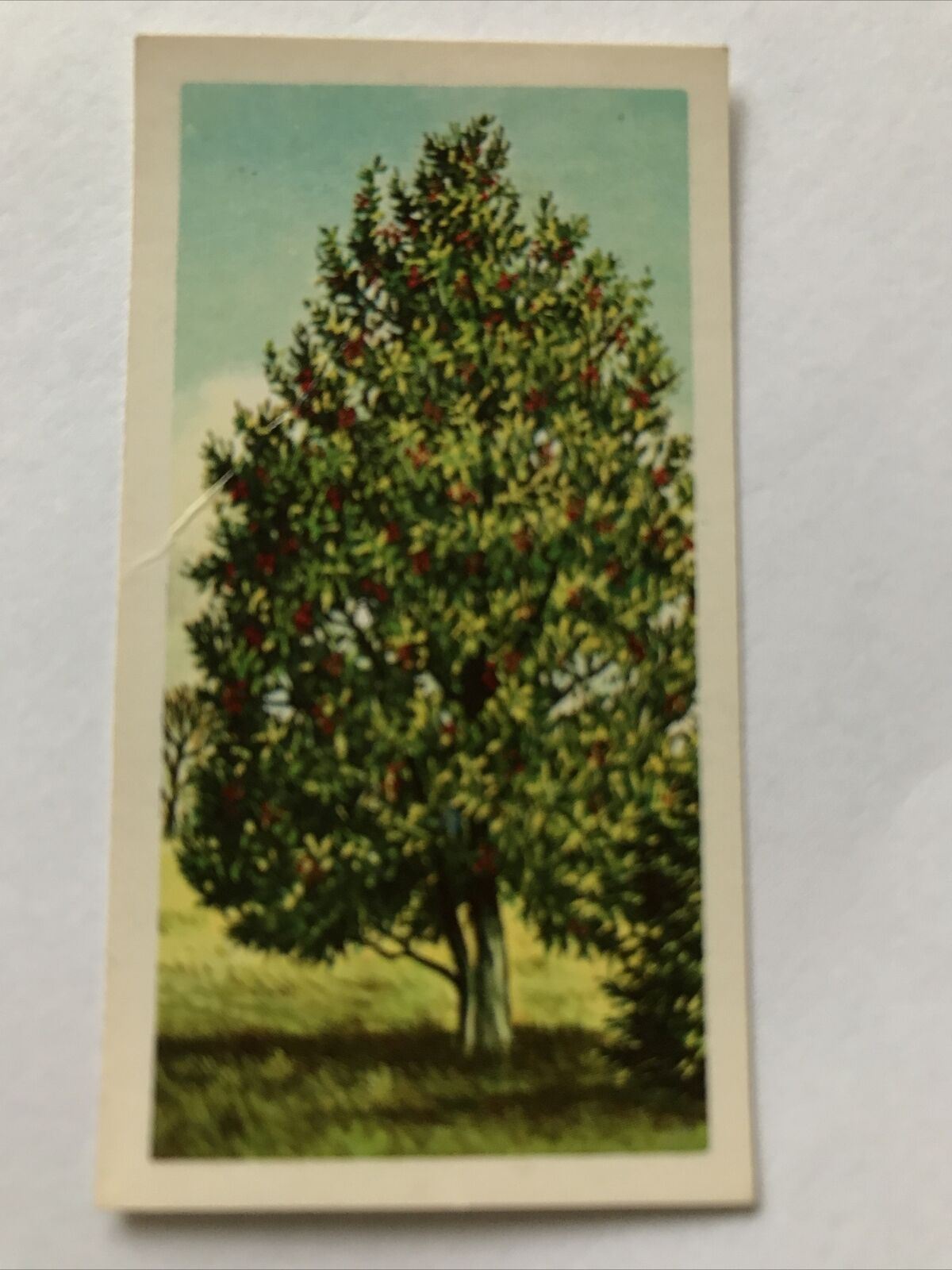 Brooke Bond Tea Card Trees In Britain No 17 Holly 1960s Collectable