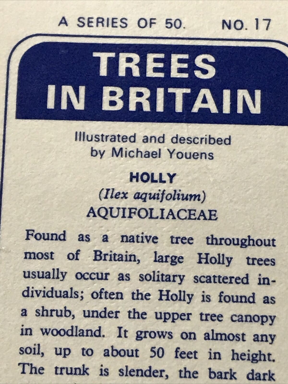 Brooke Bond Tea Card Trees In Britain No 17 Holly 1960s Collectable