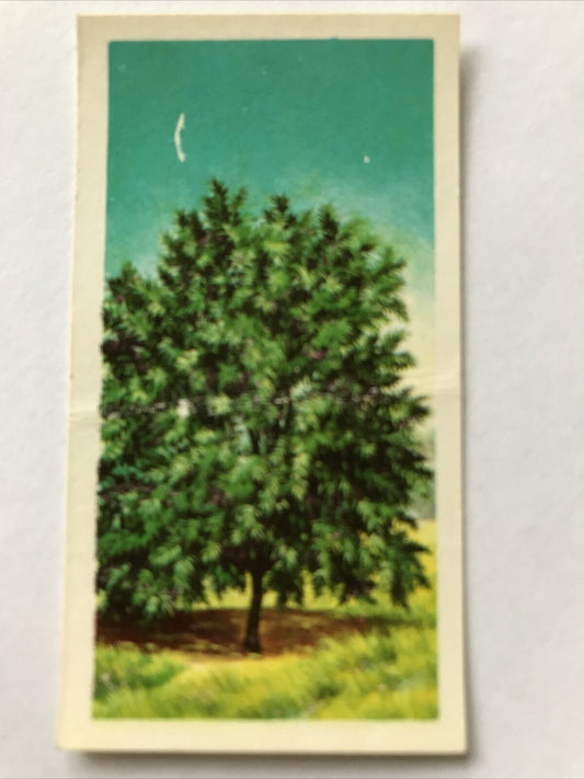 Brooke Bond Tea Card Trees In Britain No 19 Spindle Tree 1960s