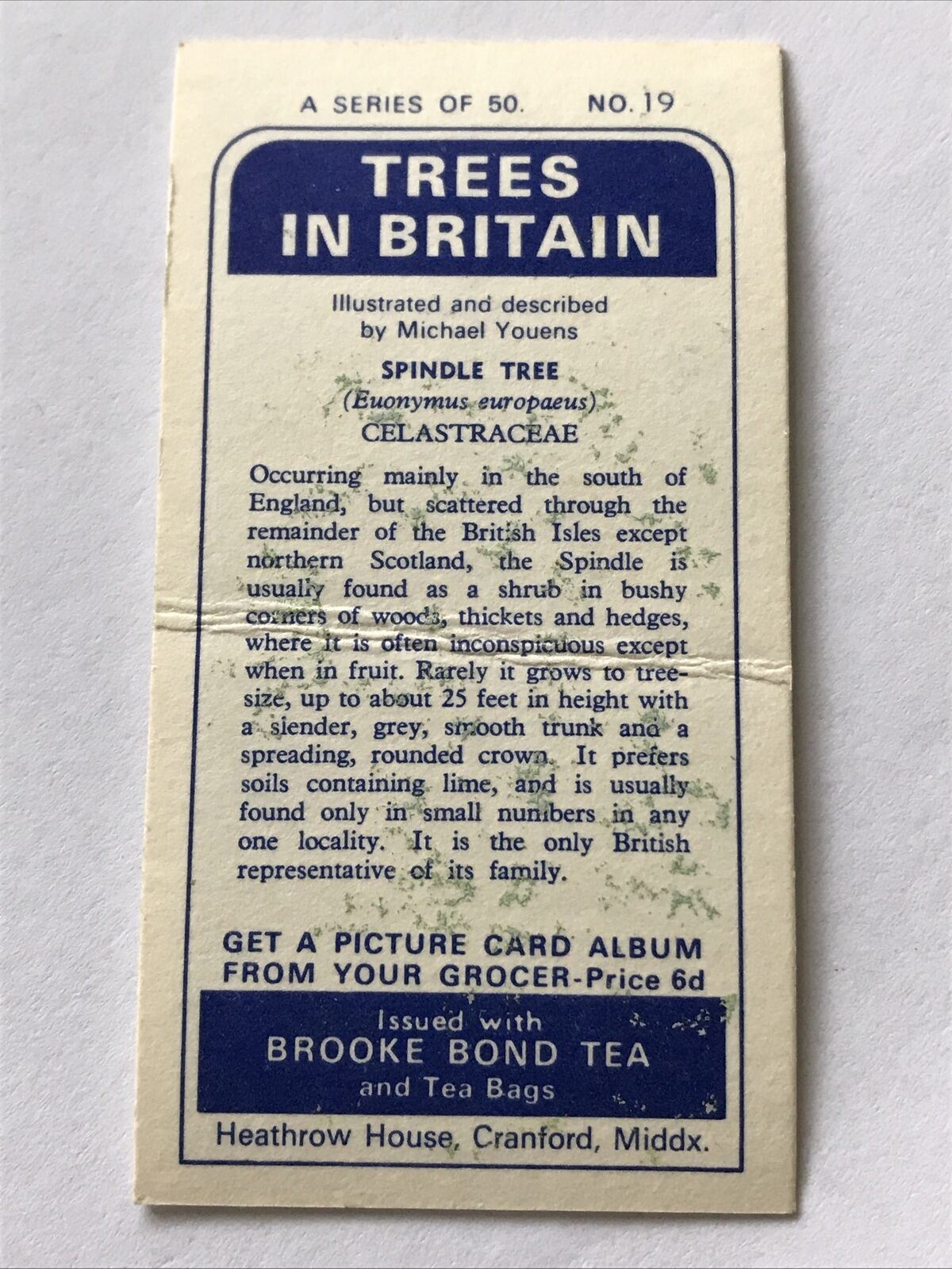 Brooke Bond Tea Card Trees In Britain No 19 Spindle Tree 1960s