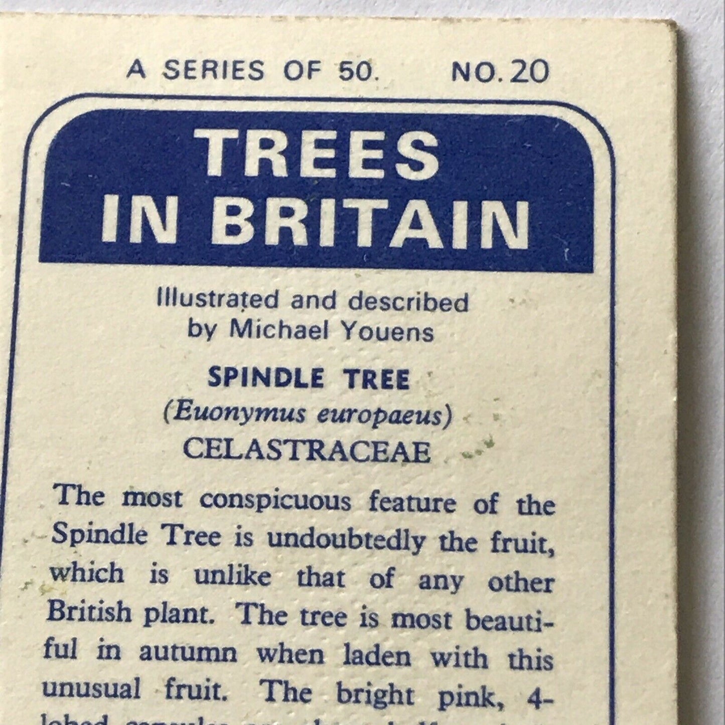 Brooke Bond Tea Card Trees In Britain No 20 Spindle Tree 1960s