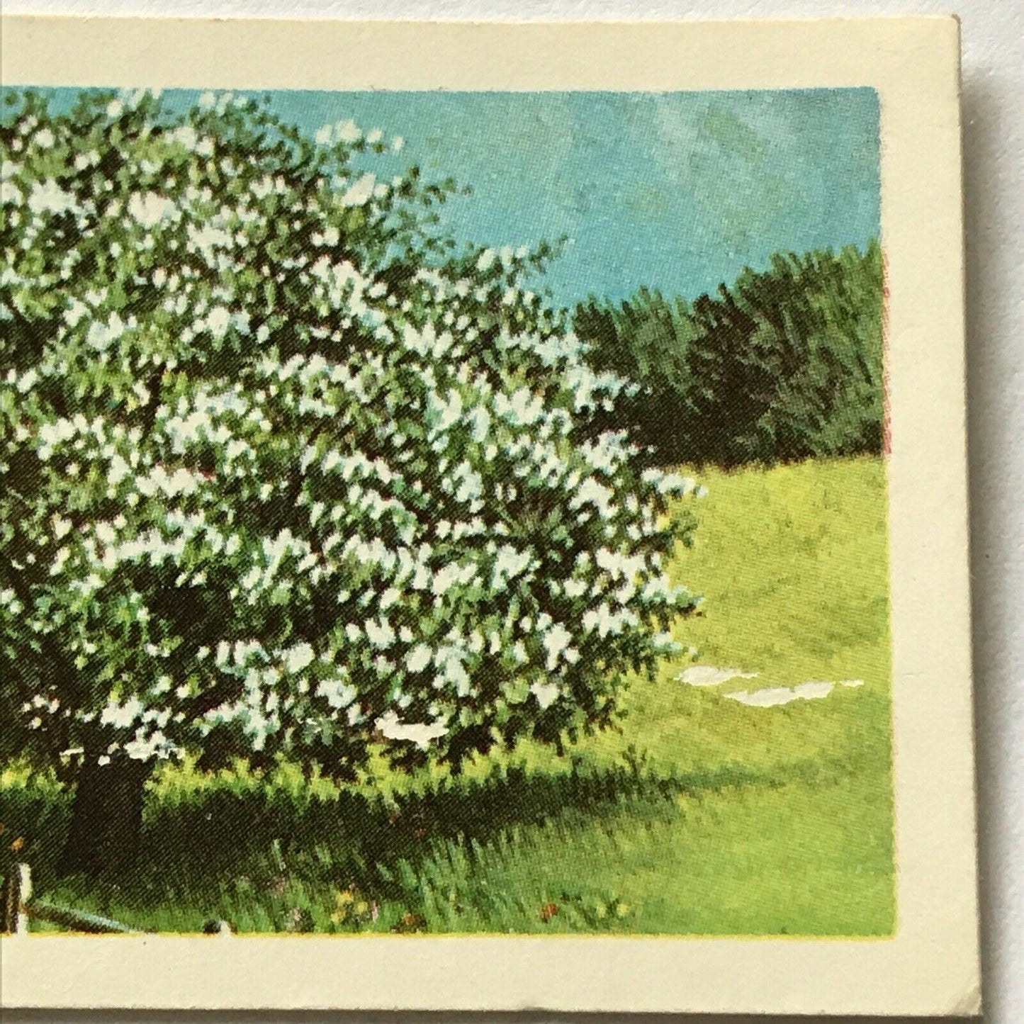 Brooke Bond Tea Card Trees In Britain No 23 Hawthorn 1960s Collectable