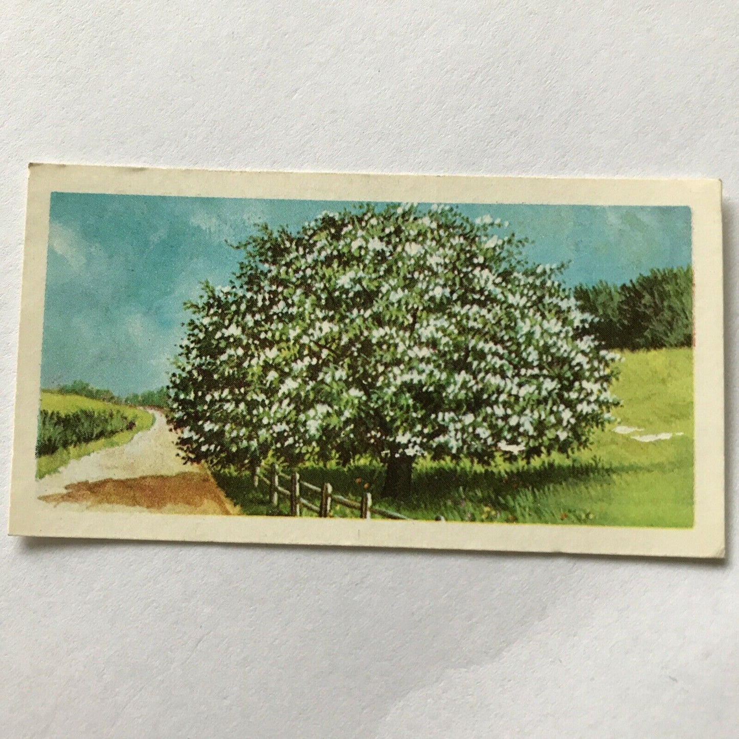 Brooke Bond Tea Card Trees In Britain No 23 Hawthorn 1960s Collectable