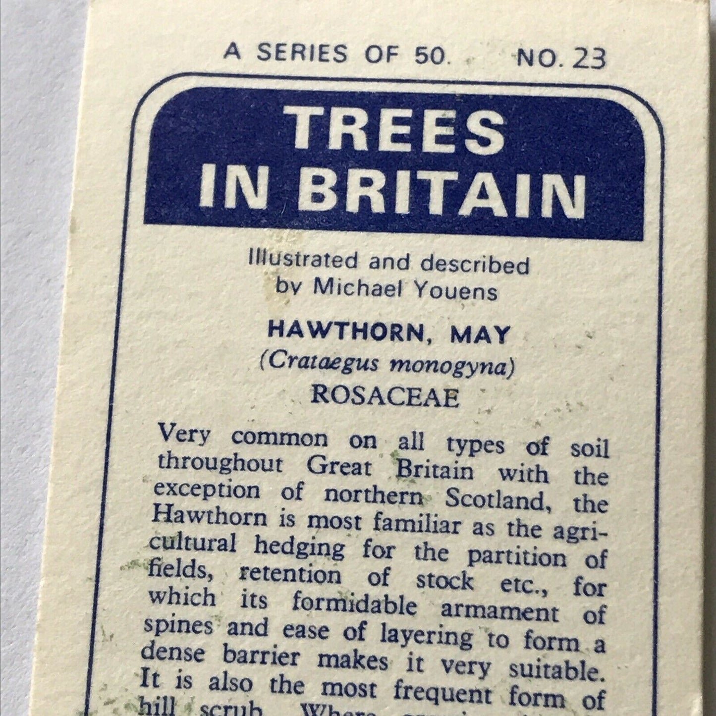 Brooke Bond Tea Card Trees In Britain No 23 Hawthorn 1960s Collectable