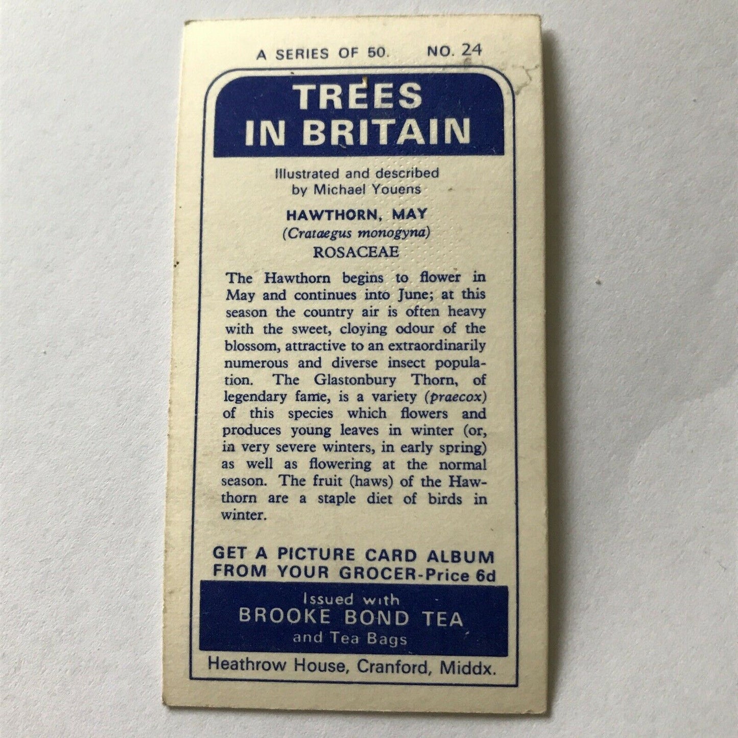 Brooke Bond Tea Card Trees In Britain No 24 Hawthorn 1960s Collectable