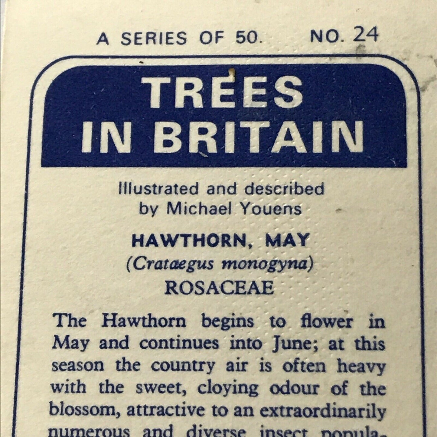 Brooke Bond Tea Card Trees In Britain No 24 Hawthorn 1960s Collectable