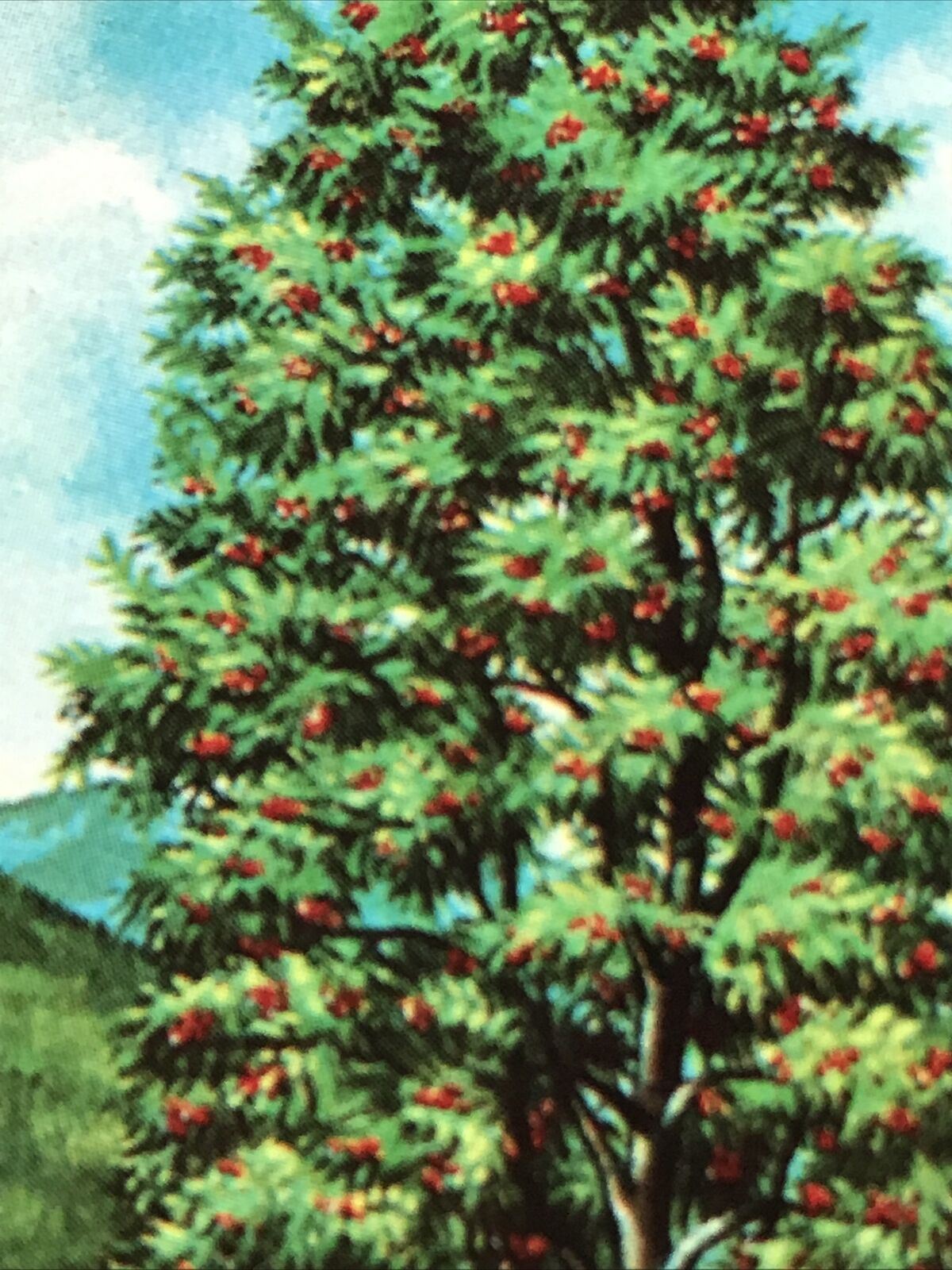 Brooke Bond Tea Card Trees In Britain No 25 Rowan Mountain Ash 1960s Collectable