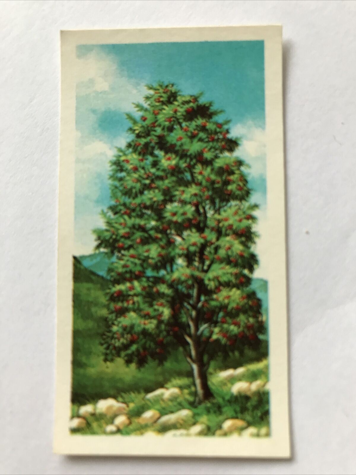 Brooke Bond Tea Card Trees In Britain No 25 Rowan Mountain Ash 1960s Collectable