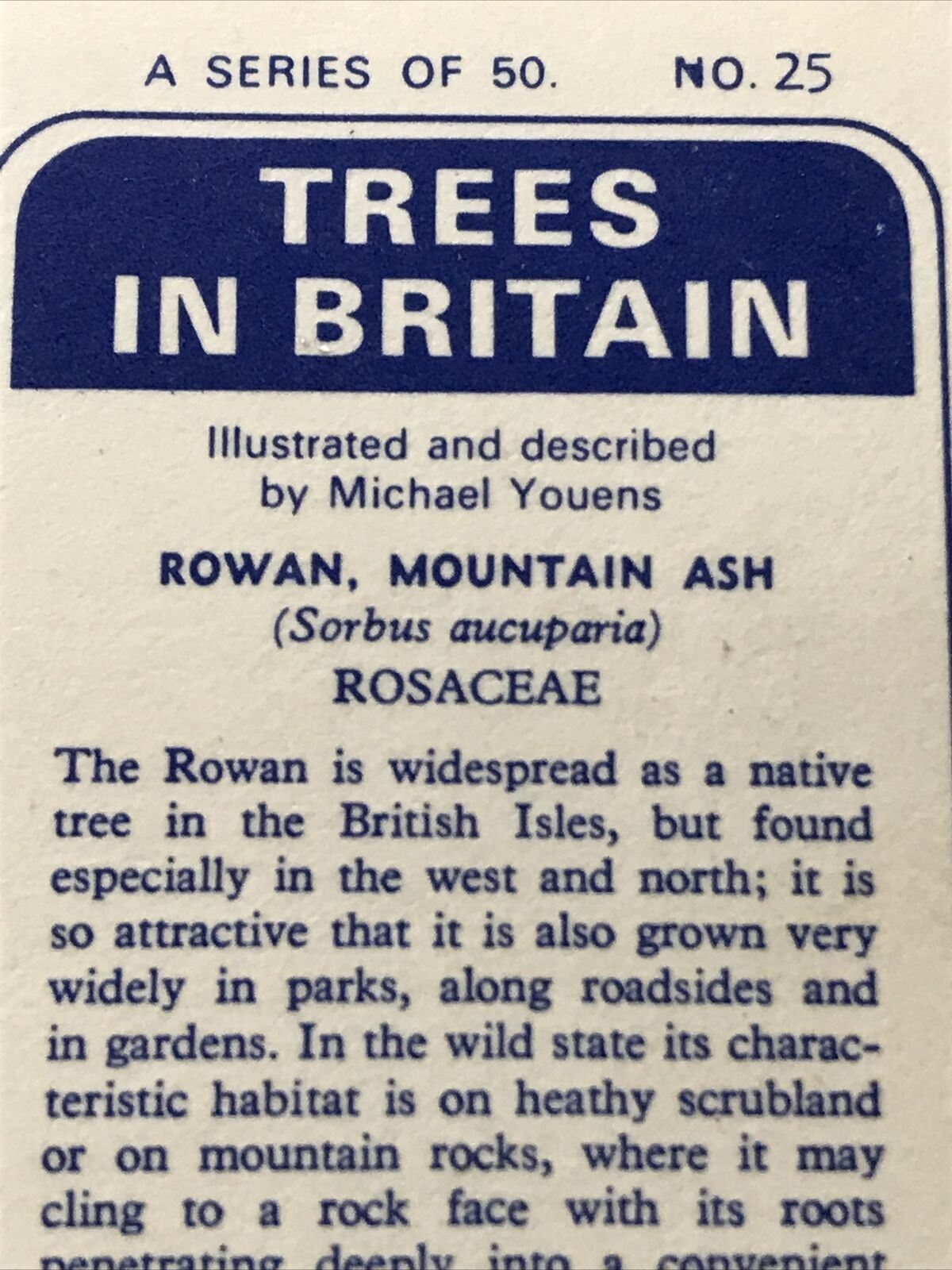 Brooke Bond Tea Card Trees In Britain No 25 Rowan Mountain Ash 1960s Collectable