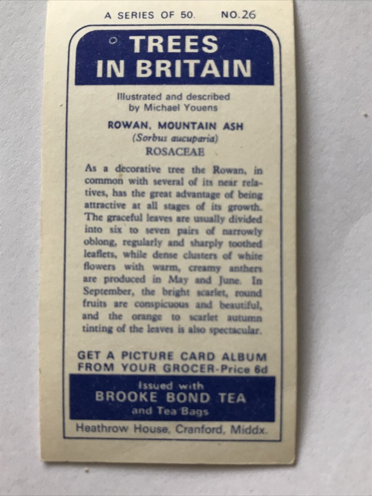 Brooke Bond Tea Card Trees In Britain No 26 Rowan Mountain Ash 1960s Collectable