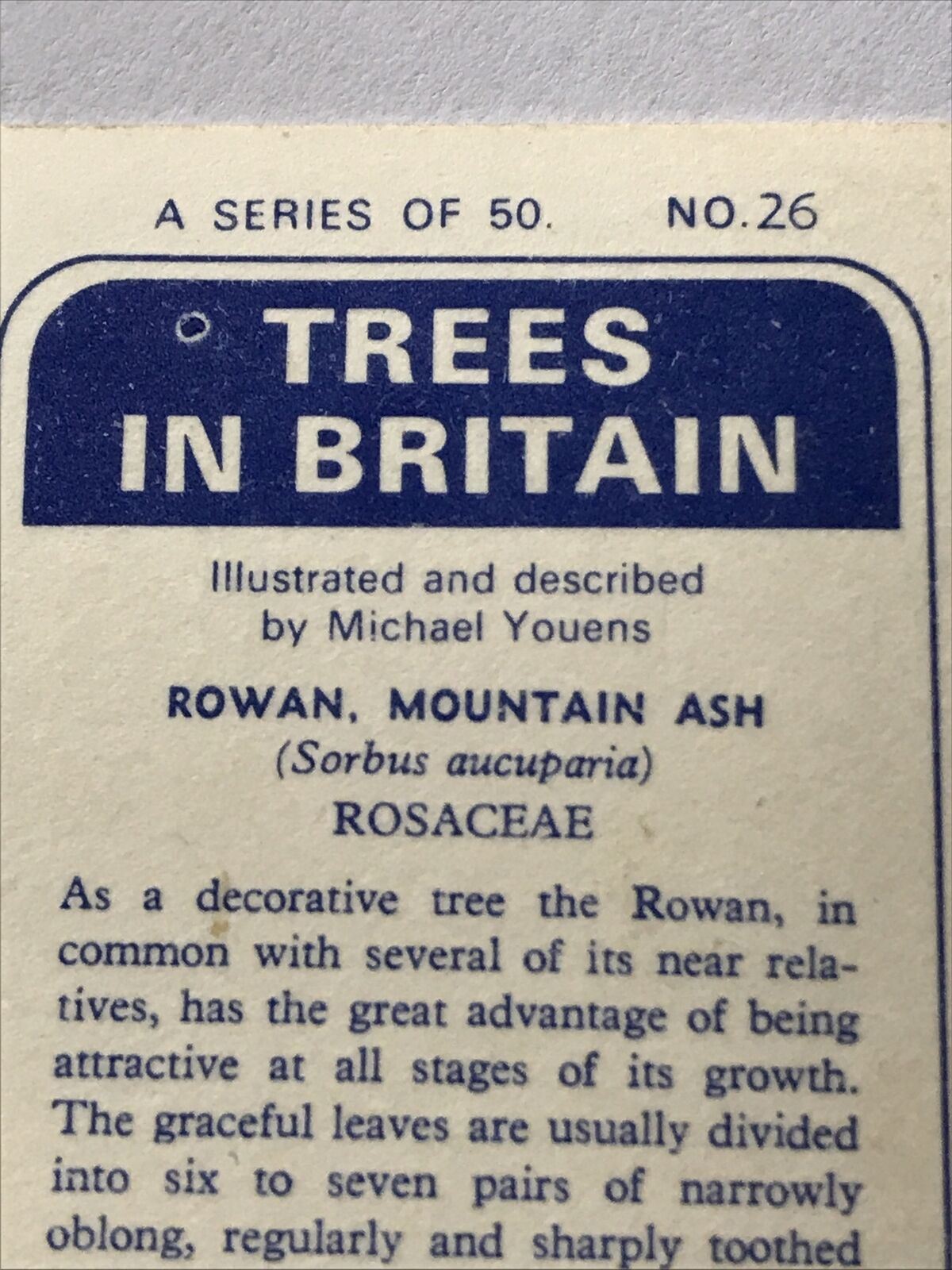 Brooke Bond Tea Card Trees In Britain No 26 Rowan Mountain Ash 1960s Collectable