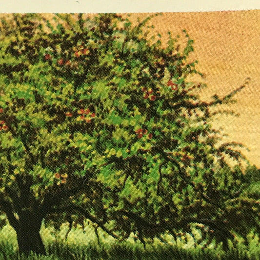 Brooke Bond Tea Card Trees In Britain No 27 Crab Apple 1960s Collectable