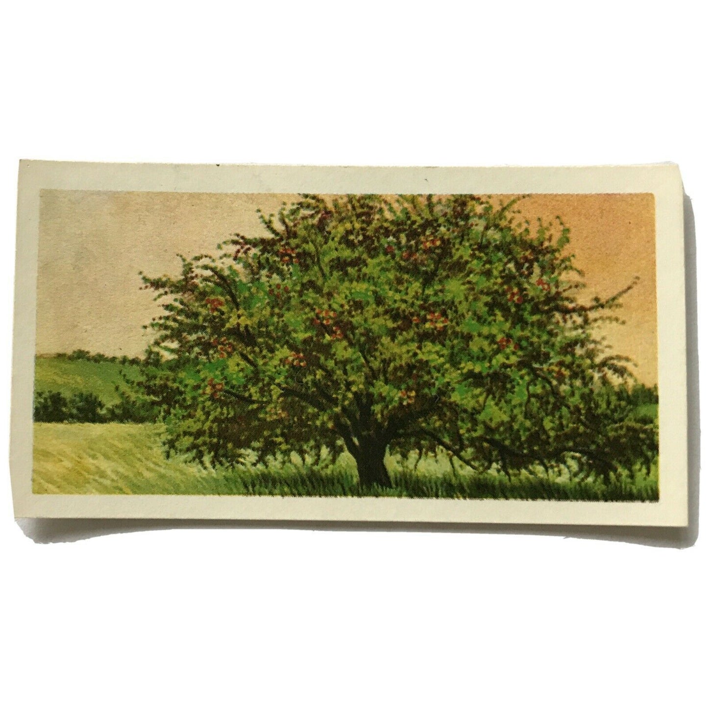 Brooke Bond Tea Card Trees In Britain No 27 Crab Apple 1960s Collectable