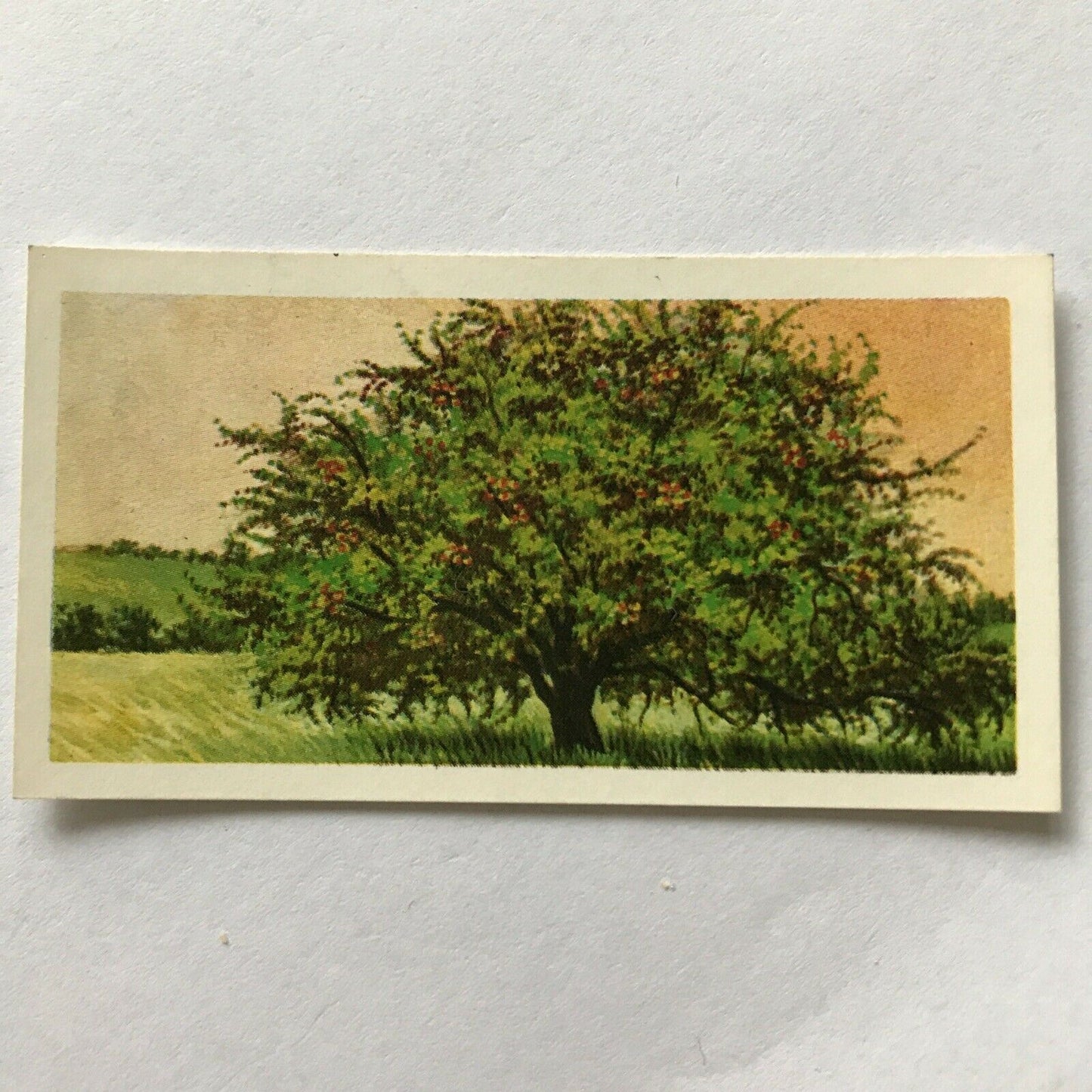 Brooke Bond Tea Card Trees In Britain No 27 Crab Apple 1960s Collectable