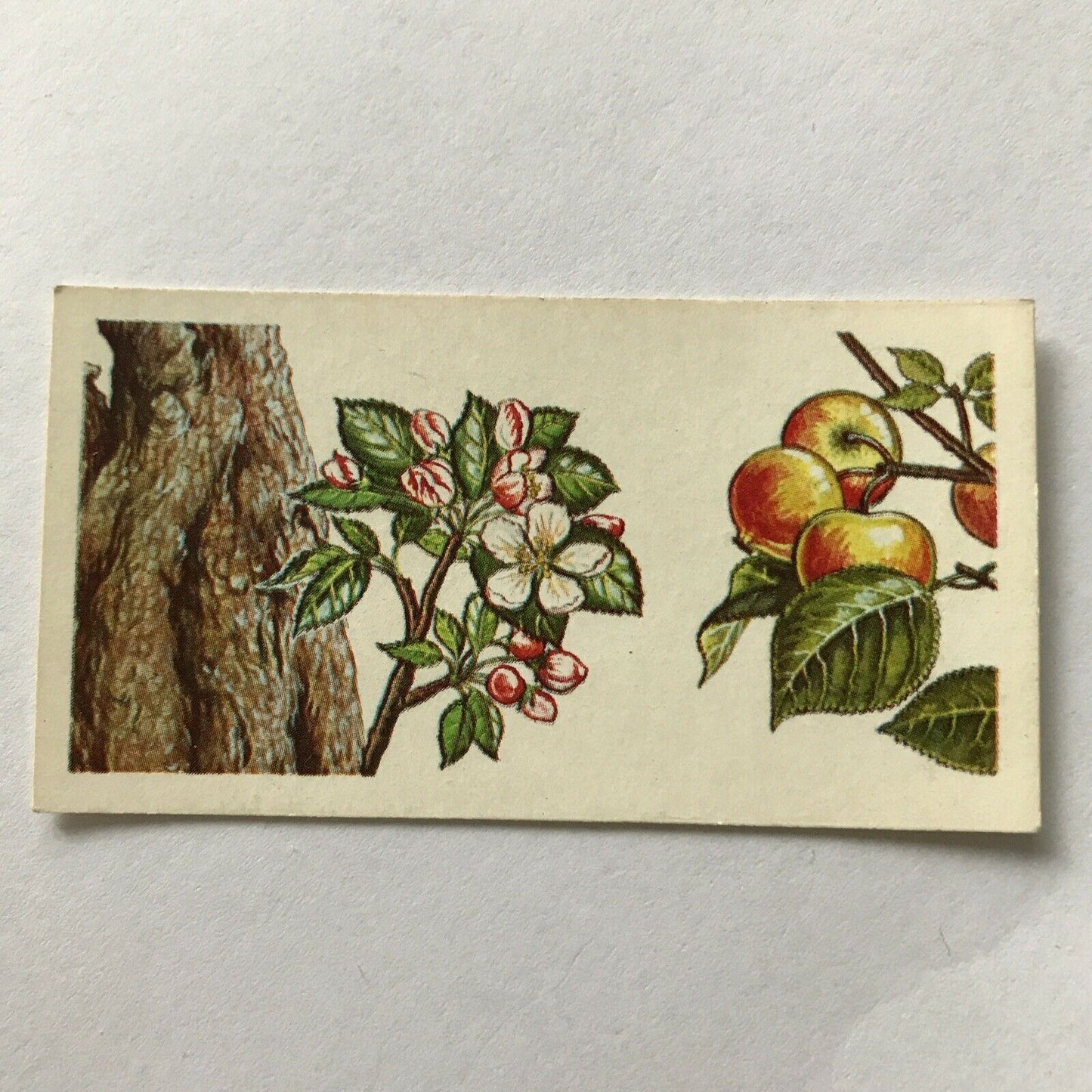 Brooke Bond Tea Card Trees In Britain No 28 Crab Apple 1960s Collectable