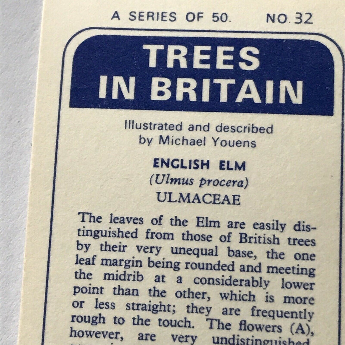 Brooke Bond Tea Card Trees In Britain No 32 English Elm 1960s Collectable. Leaf