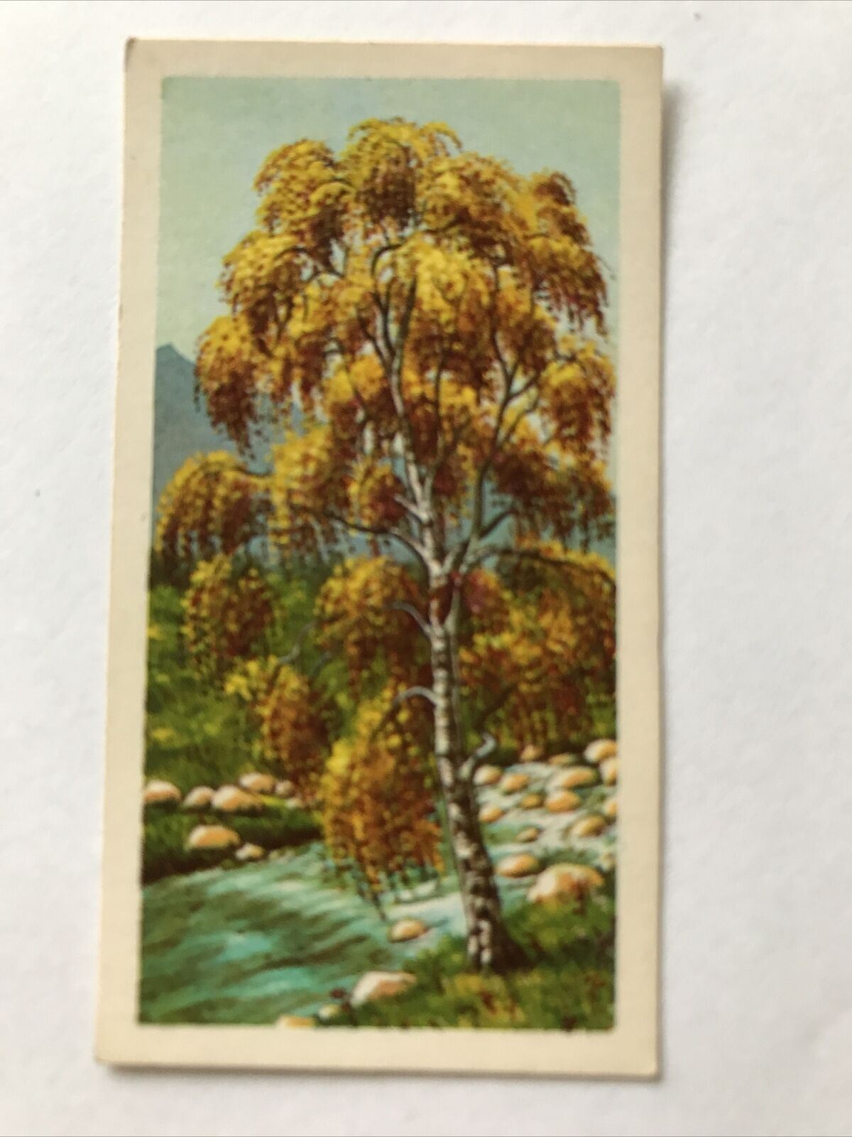 Brooke Bond Tea Card Trees In Britain No 33 Silver Birch 1960s Collectable