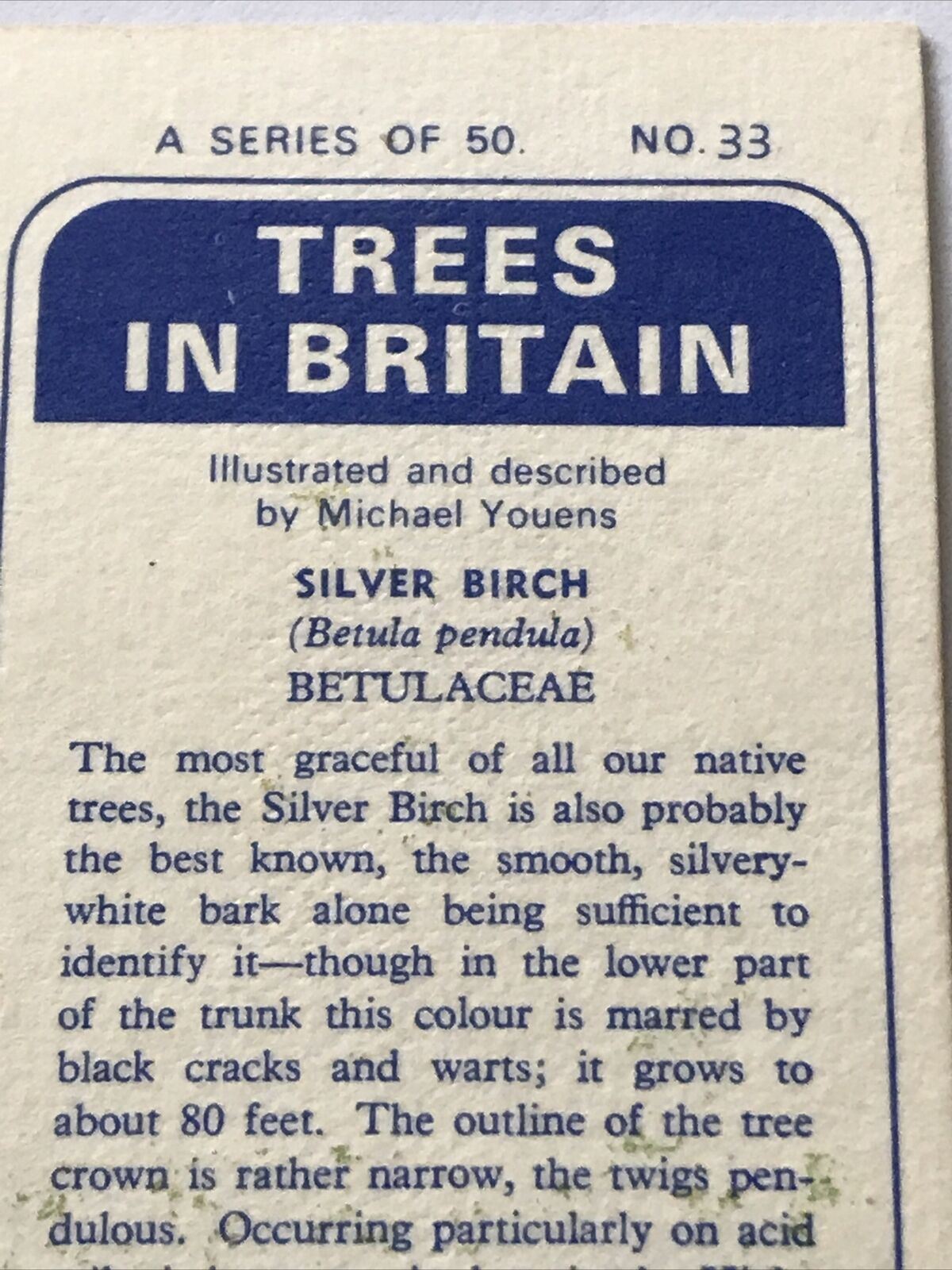 Brooke Bond Tea Card Trees In Britain No 33 Silver Birch 1960s Collectable