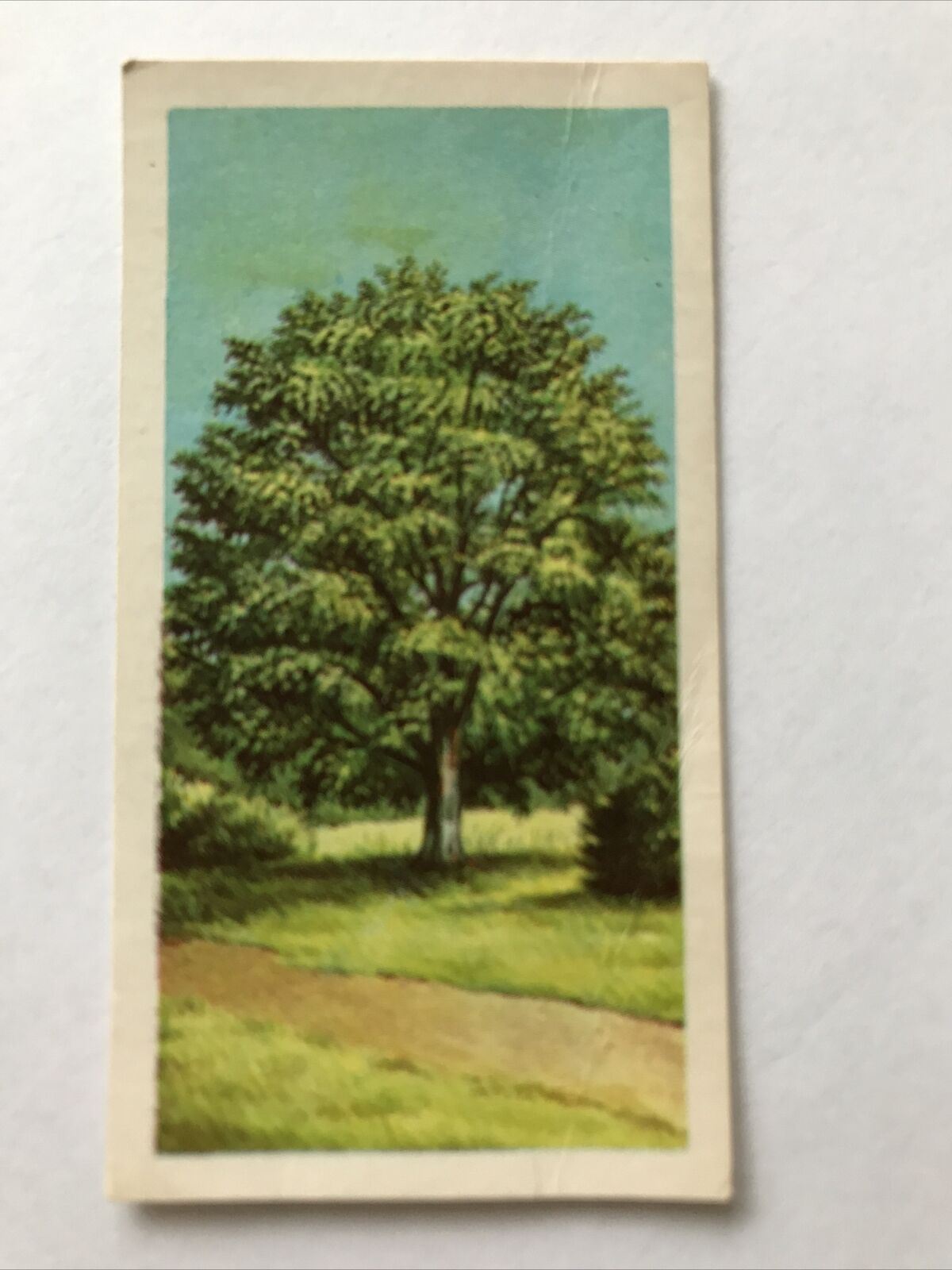 Brooke Bond Tea Card Trees In Britain No 35 Hornbeam 1960s Collectable