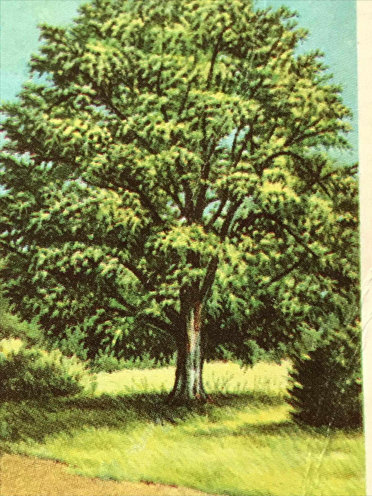 Brooke Bond Tea Card Trees In Britain No 35 Hornbeam 1960s Collectable