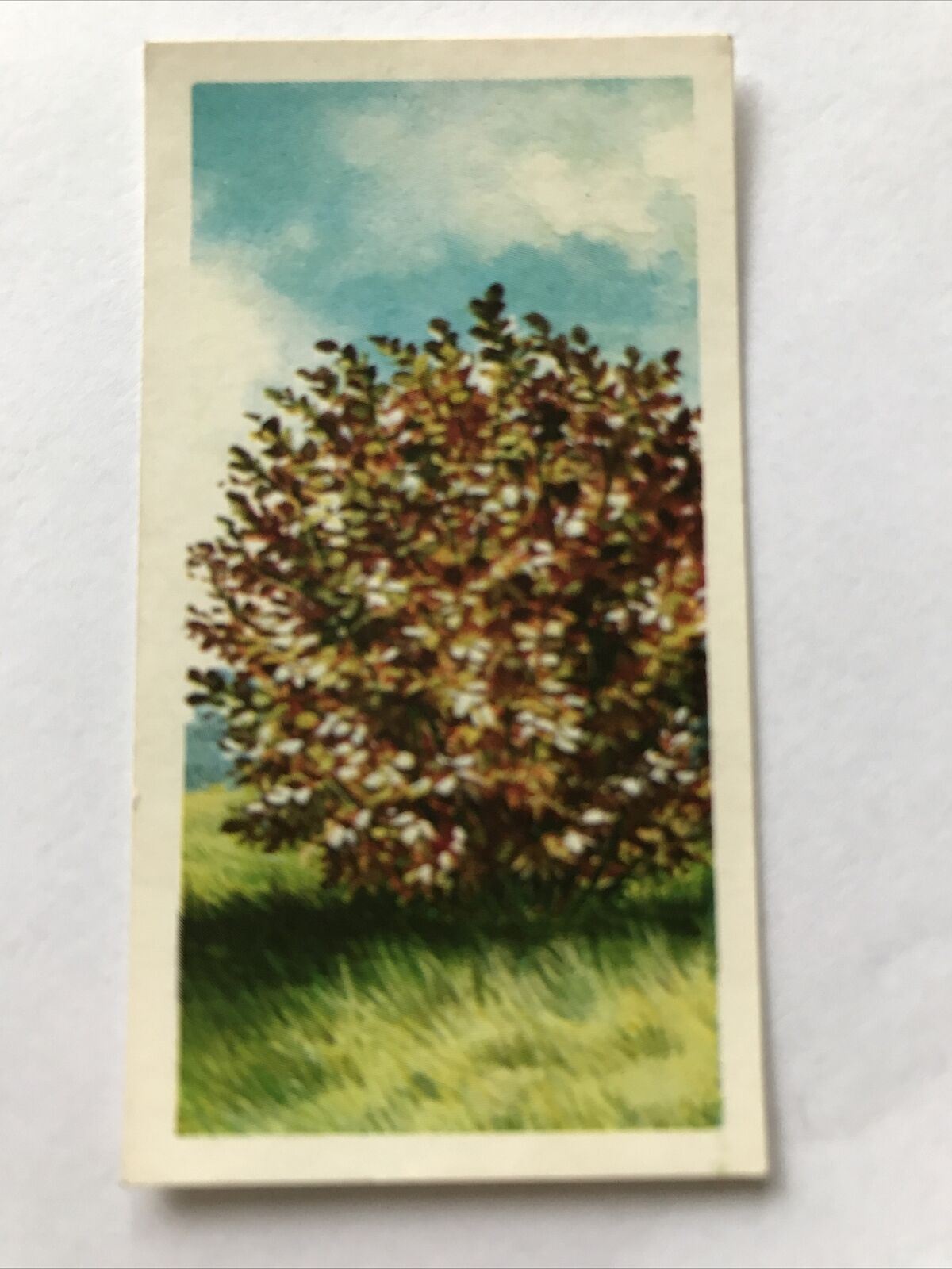 Brooke Bond Tea Card Trees In Britain No 37 Hazel 1960s Collectable