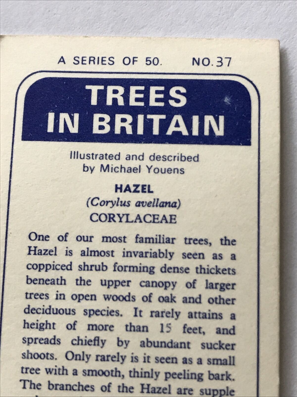 Brooke Bond Tea Card Trees In Britain No 37 Hazel 1960s Collectable