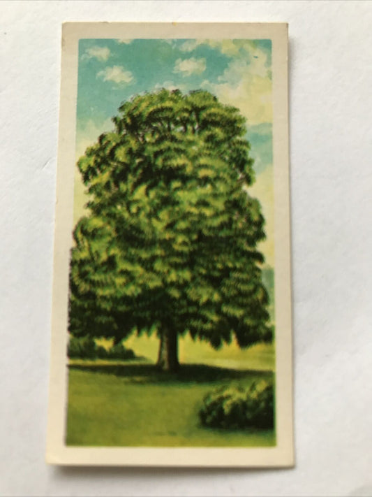 Brooke Bond Tea Card Trees In Britain No 41 Sweet Chestnut 1960s Collectable