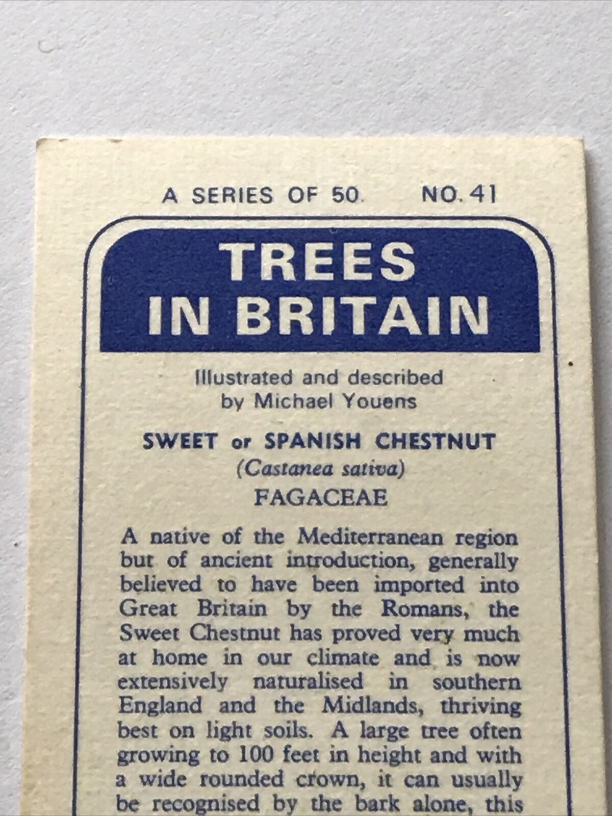 Brooke Bond Tea Card Trees In Britain No 41 Sweet Chestnut 1960s Collectable