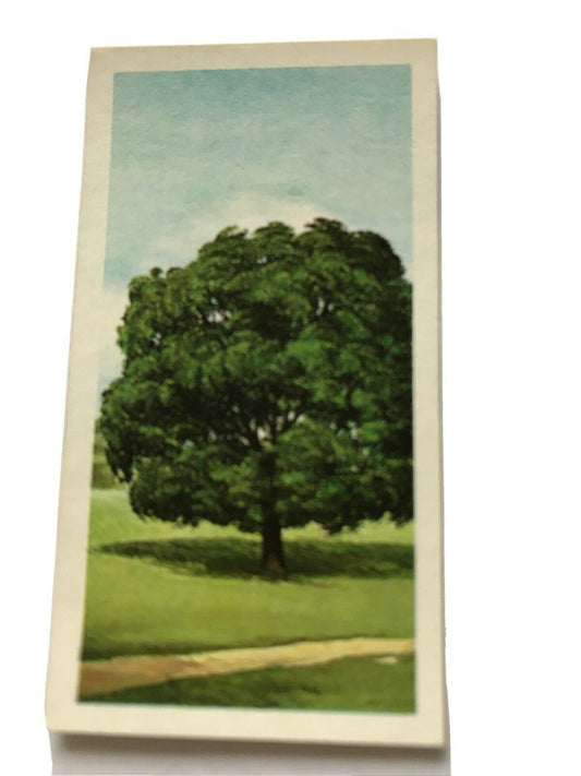 Brooke Bond Tea Card Trees In Britain No 43 Holm Evergreen Oak 1960s Collectable