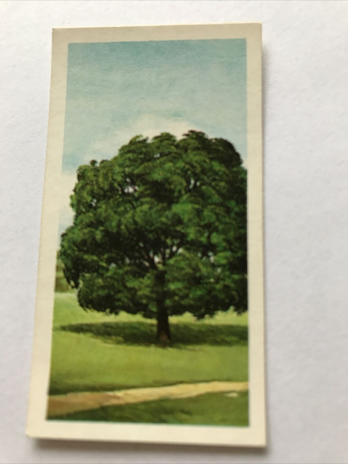 Brooke Bond Tea Card Trees In Britain No 43 Holm Evergreen Oak 1960s Collectable