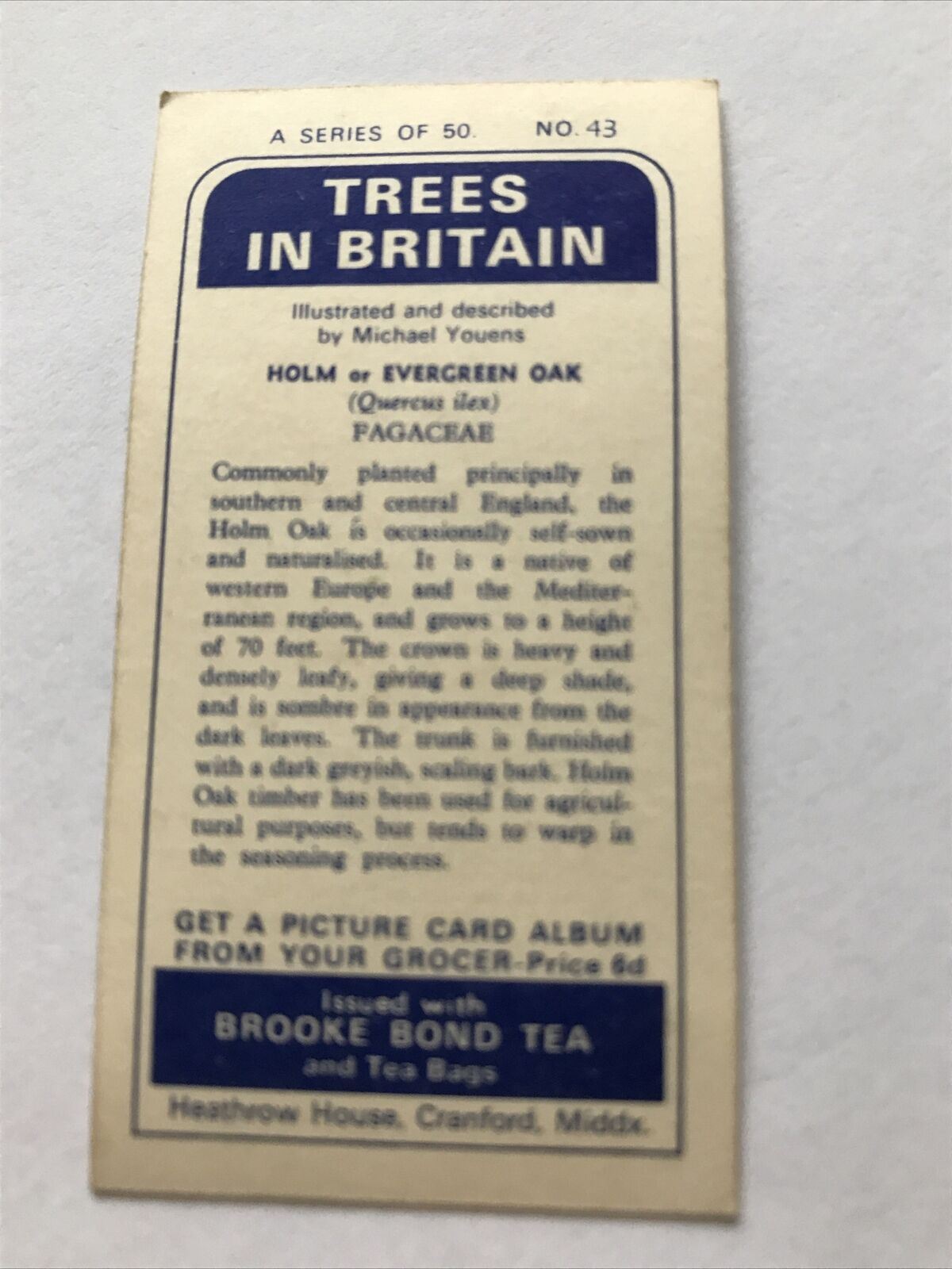 Brooke Bond Tea Card Trees In Britain No 43 Holm Evergreen Oak 1960s Collectable