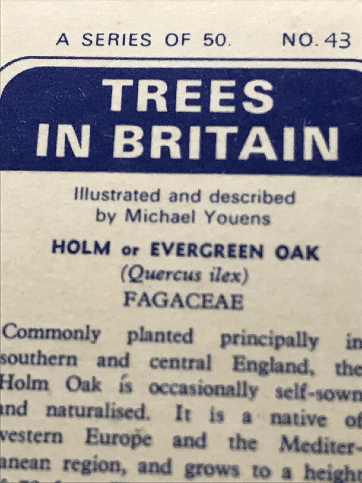 Brooke Bond Tea Card Trees In Britain No 43 Holm Evergreen Oak 1960s Collectable