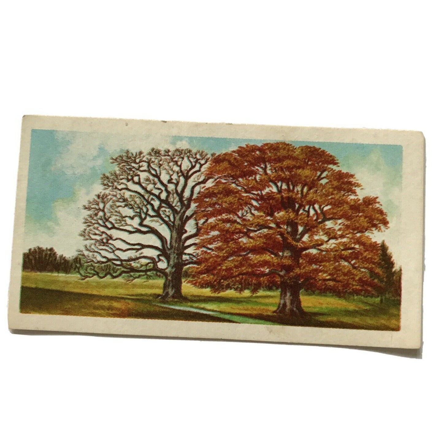 Brooke Bond Tea Card Trees In Britain No 45 Common Oak 1960s