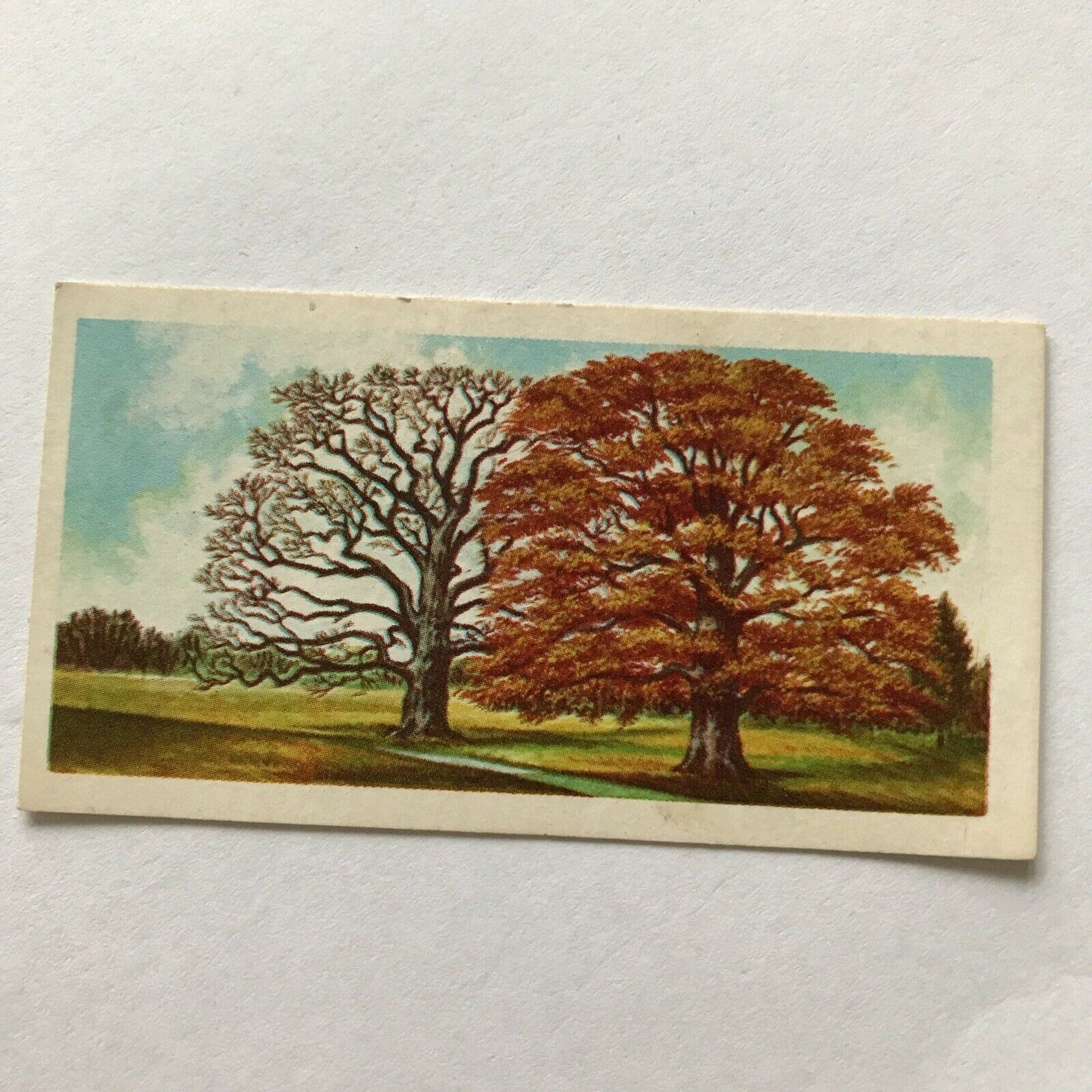 Brooke Bond Tea Card Trees In Britain No 45 Common Oak 1960s