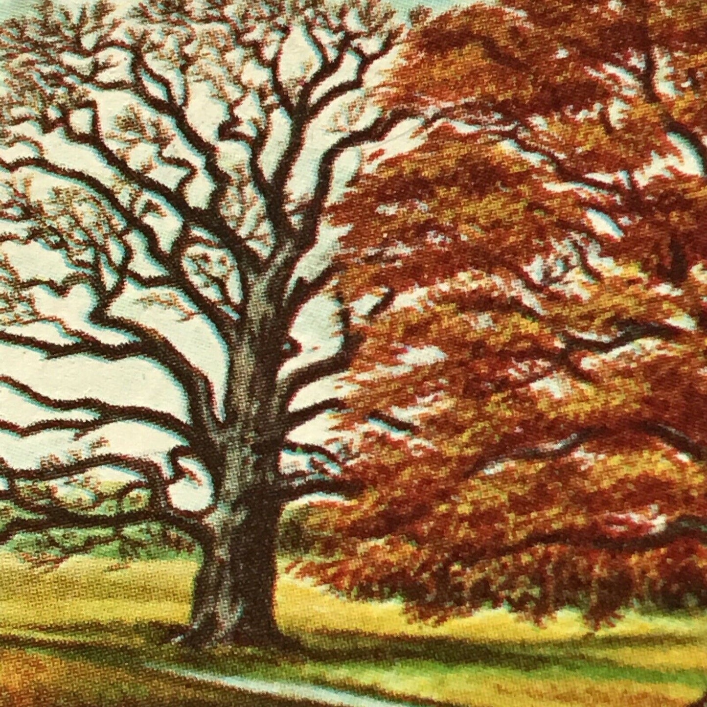 Brooke Bond Tea Card Trees In Britain No 45 Common Oak 1960s