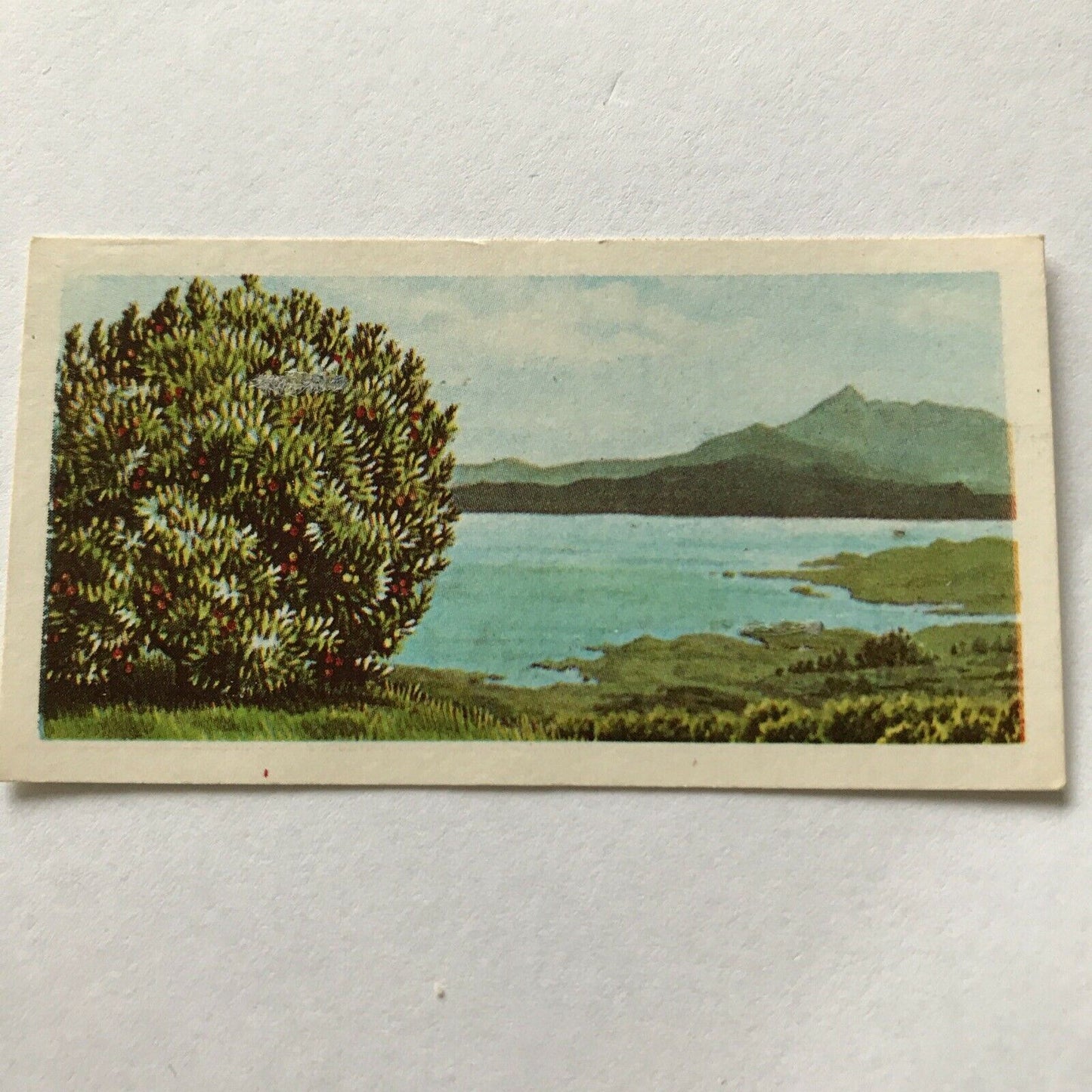 Brooke Bond Tea Card Trees In Britain No 47 Strawberry Tree 1960s Collectable