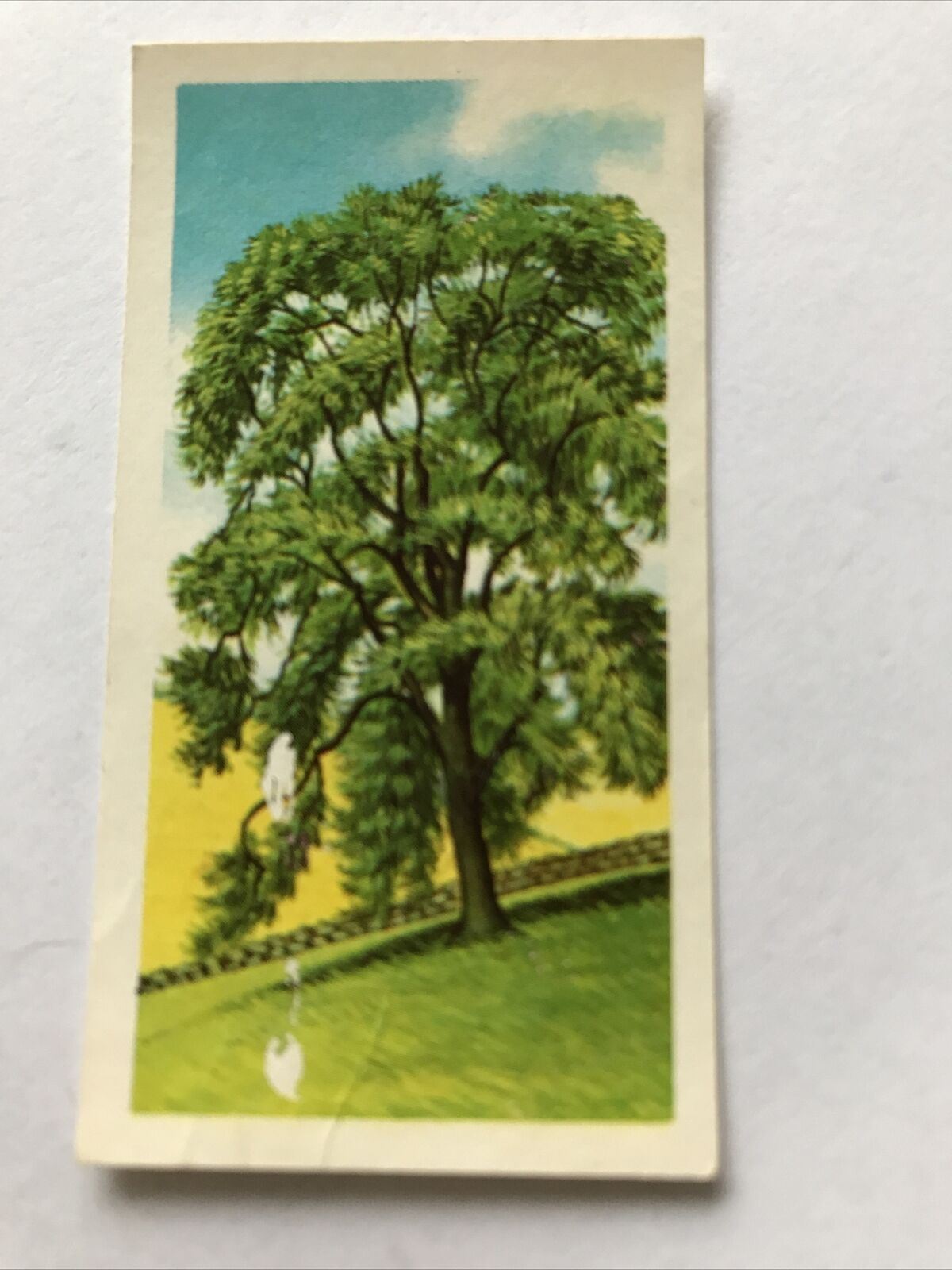 Brooke Bond Tea Card Trees In Britain No 49 Ash 1960s Collectable