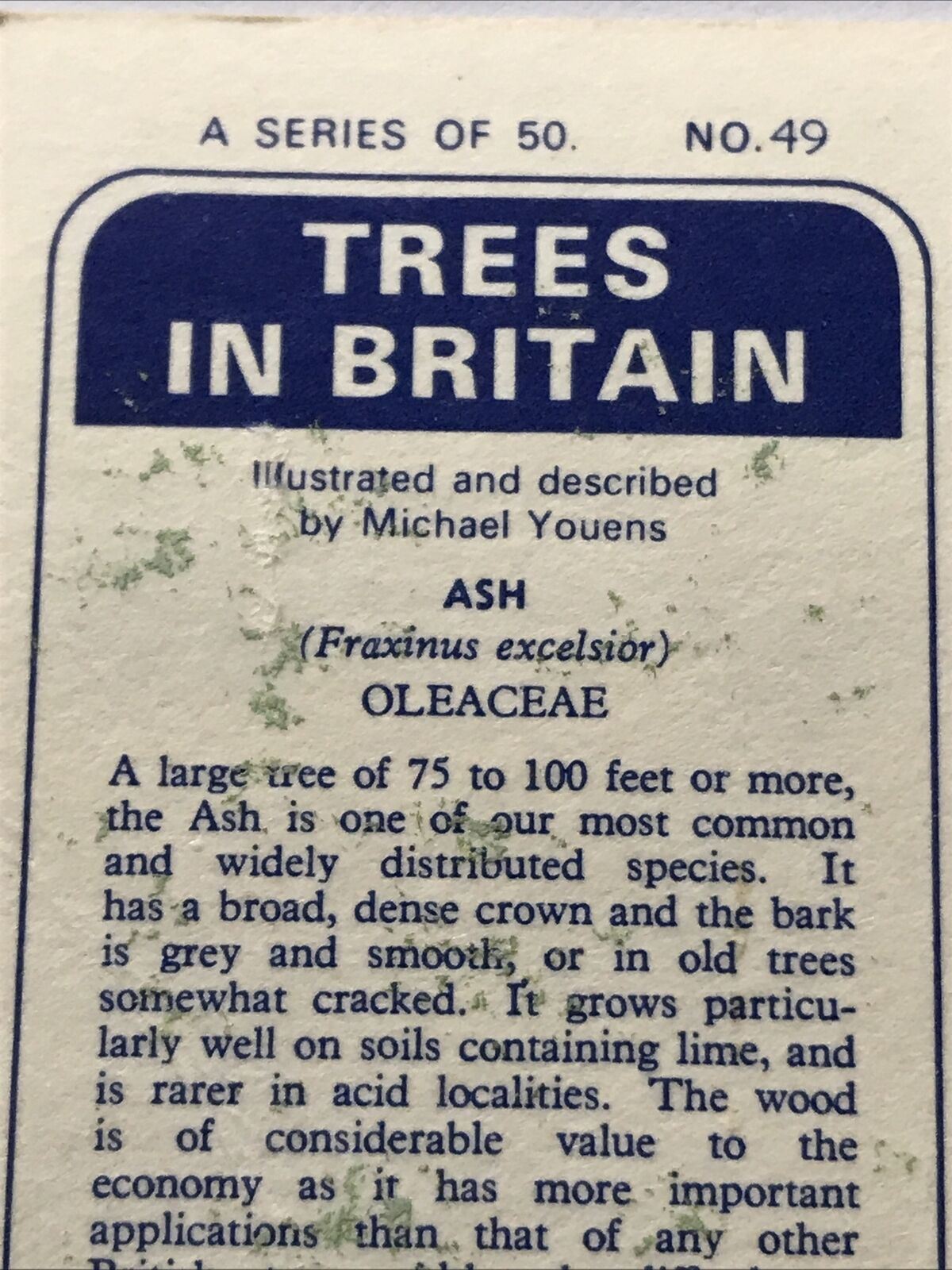 Brooke Bond Tea Card Trees In Britain No 49 Ash 1960s Collectable