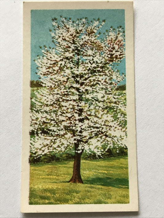 Brooke Bond Tea Card 'Trees In Britain' No 21 Wild Cherry 1960s Collectable