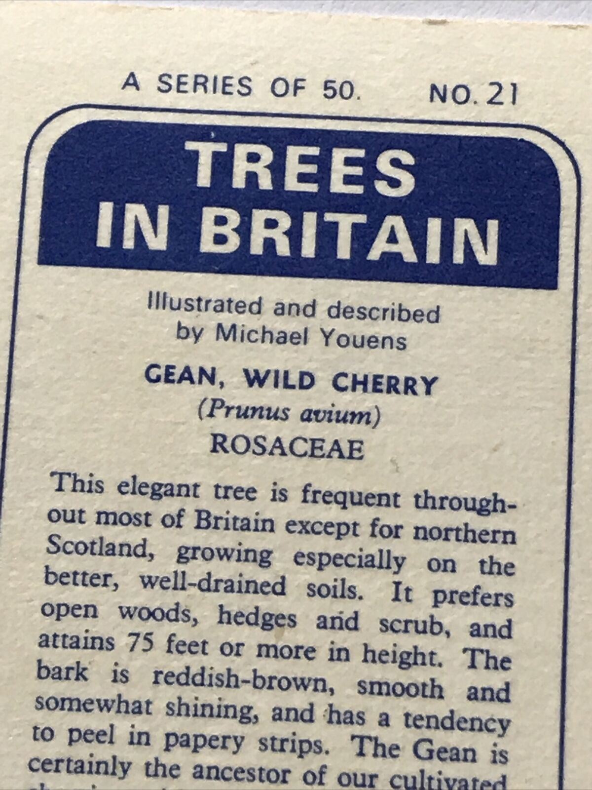 Brooke Bond Tea Card 'Trees In Britain' No 21 Wild Cherry 1960s Collectable