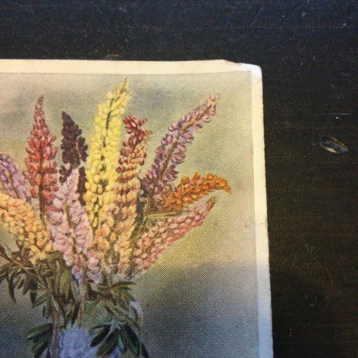 Godfrey Phillips Cigarette Card Flower Studies Lupins no.24