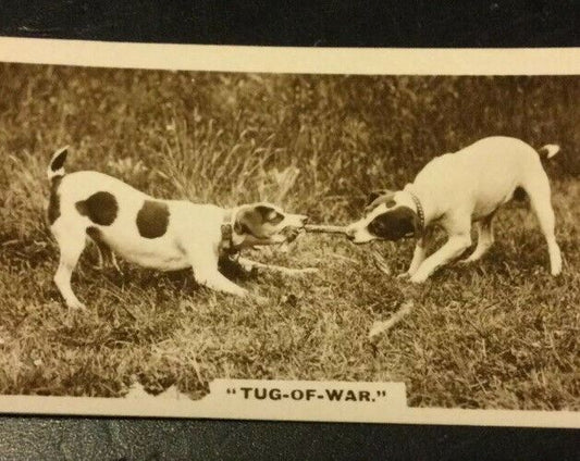 Millhoff Cigarette Cards Series 1 no.2 Tug of War. Dogs. Photogram.