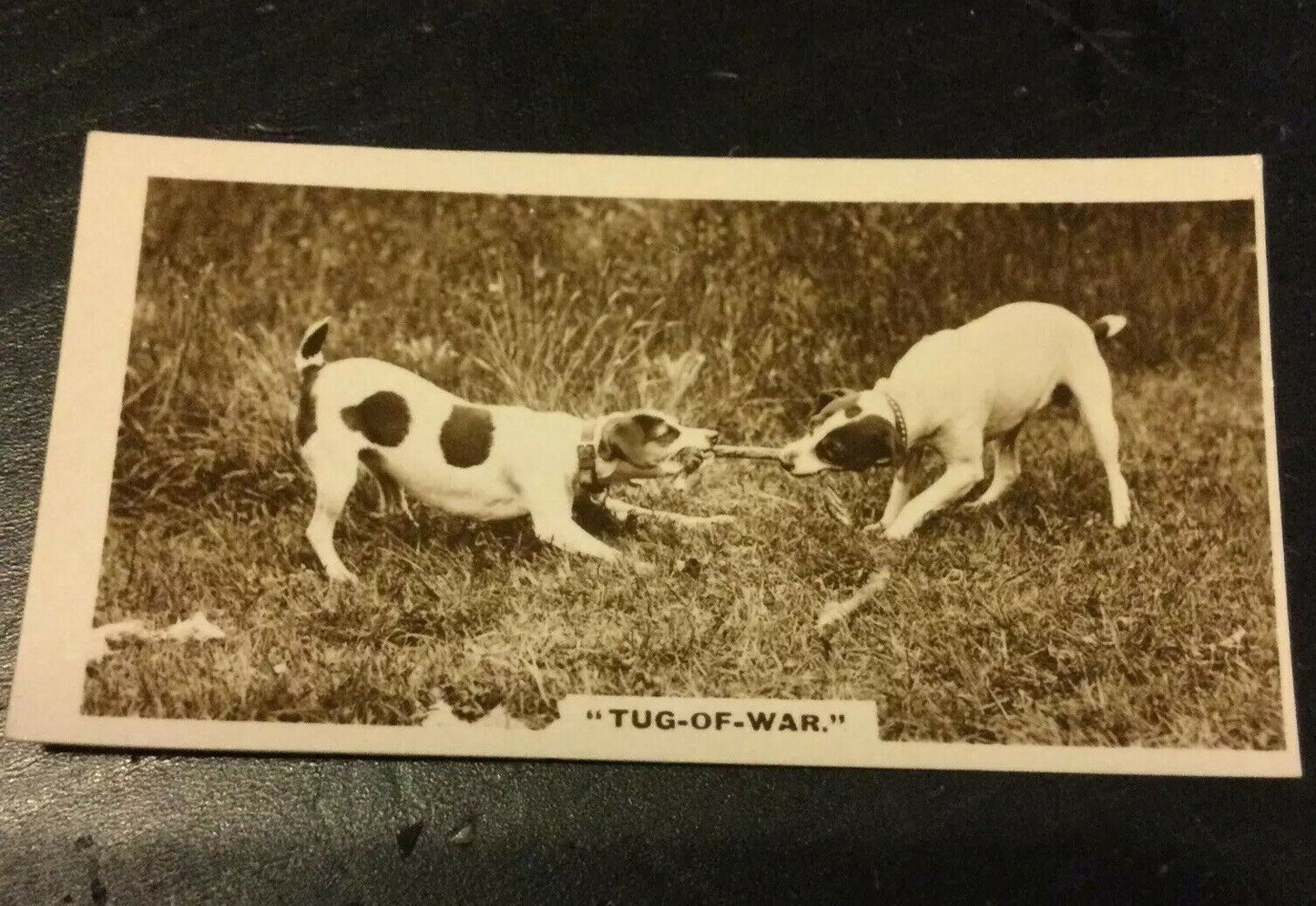 Millhoff Cigarette Cards Series 1 no.2 Tug of War. Dogs. Photogram.