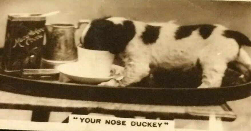 Millhoff Cigarette Cards Series 3 no.2 Your Nose Duckey. Puppy. Photogram.