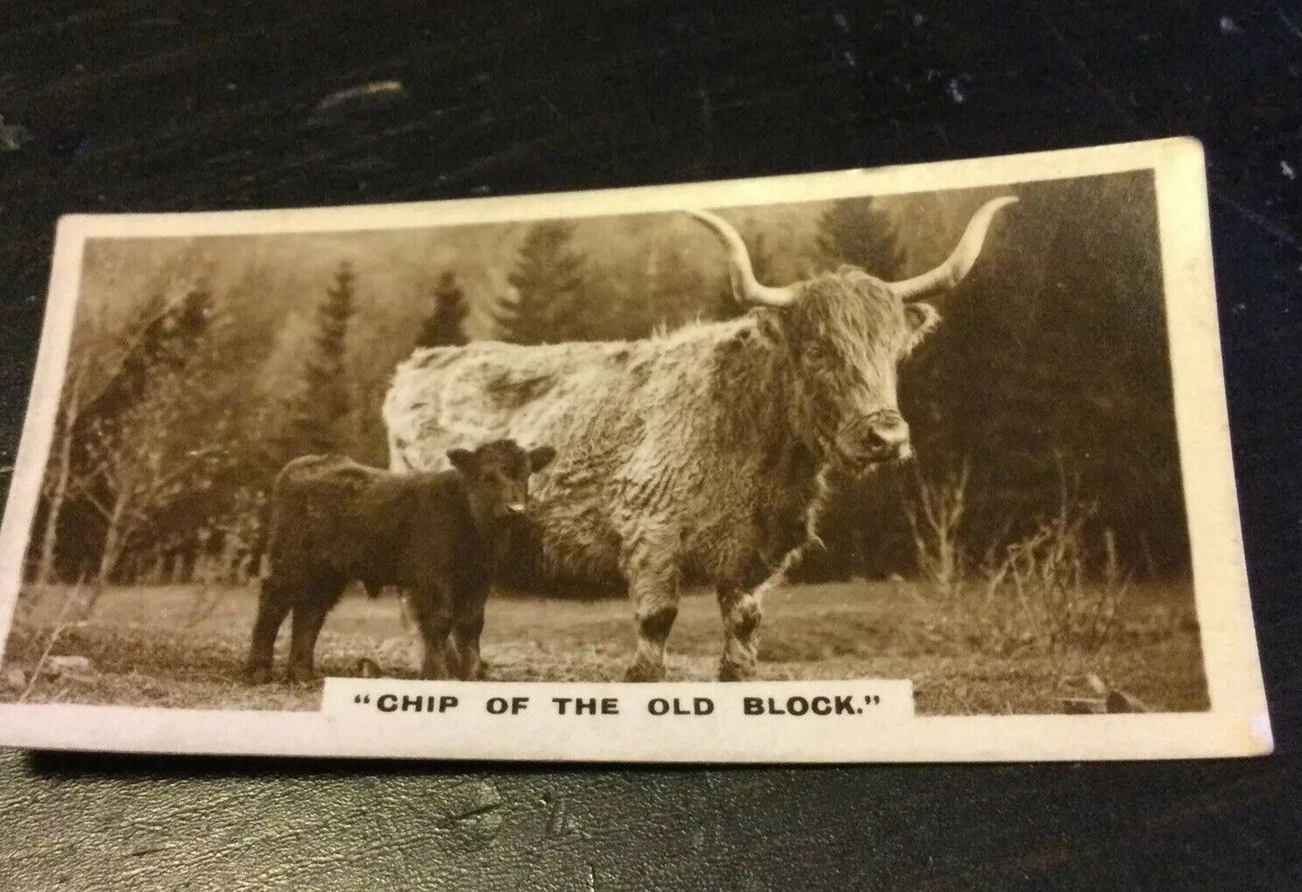 Millhoff Cigarette Cards Series 1 no. 3 chip of the old block. Cattle Photograph