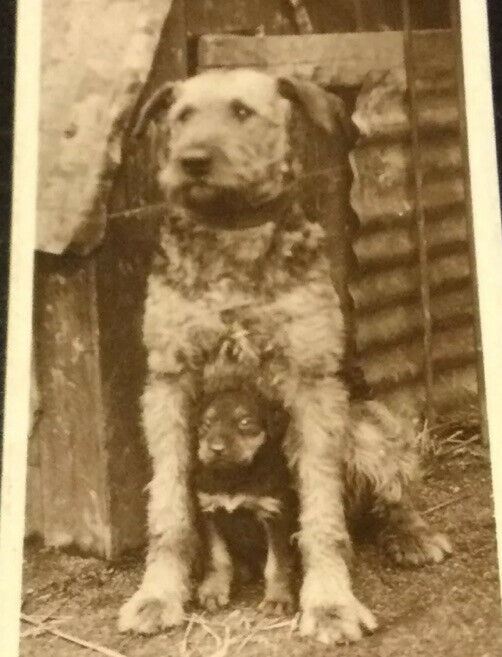 Millhoff Cigarette Cards Series 2 no.3 Under Cover. Dogs. Puppy. Photograph